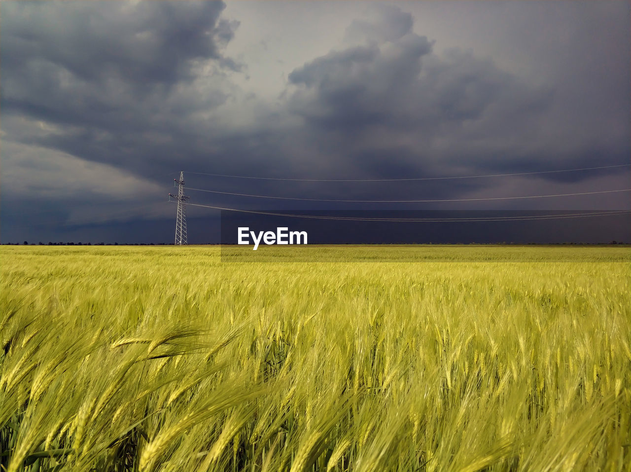 CROPS GROWING ON FARM AGAINST SKY