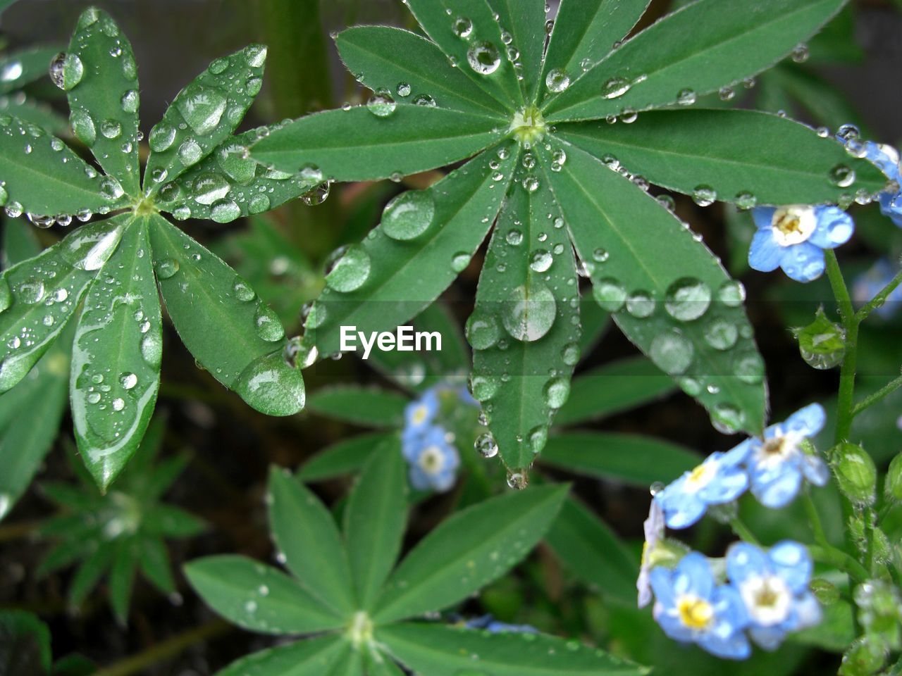 CLOSE-UP OF WATER DROPS ON SPIDER WEB ON PLANTS