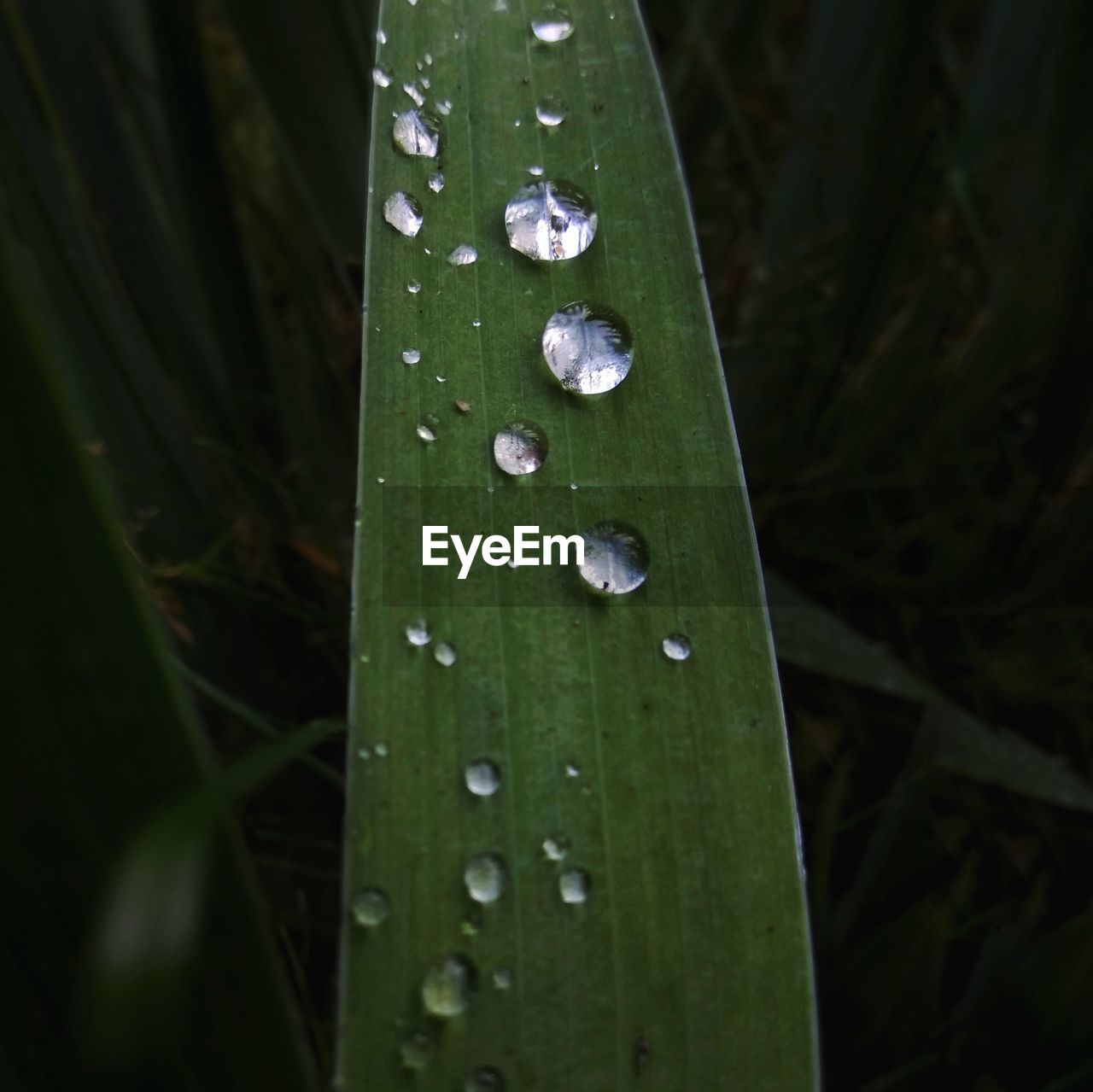 Close-up of raindrops on leaf