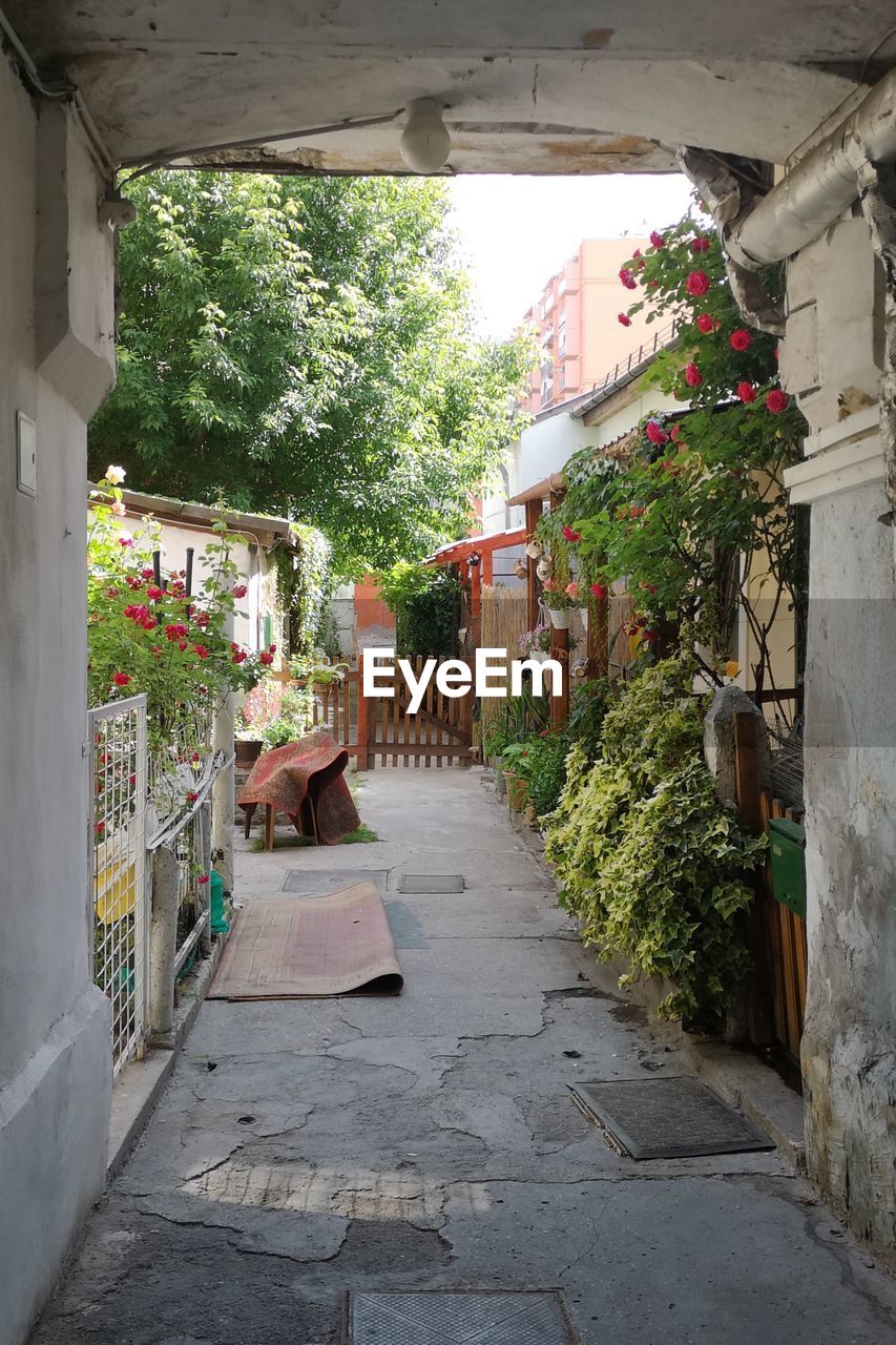 POTTED PLANTS ON FOOTPATH BY BUILDING