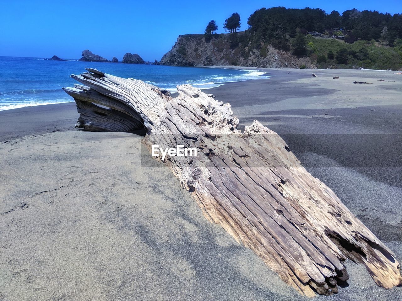 DRIFTWOOD ON BEACH