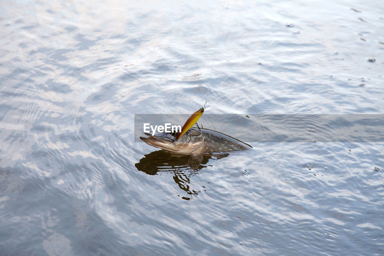 HIGH ANGLE VIEW OF BIRD FLYING FISH