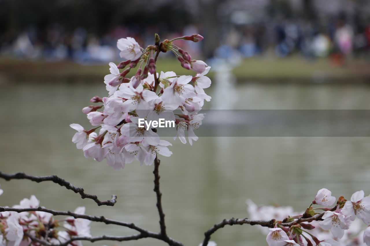 CLOSE-UP OF FLOWERS BLOOMING OUTDOORS