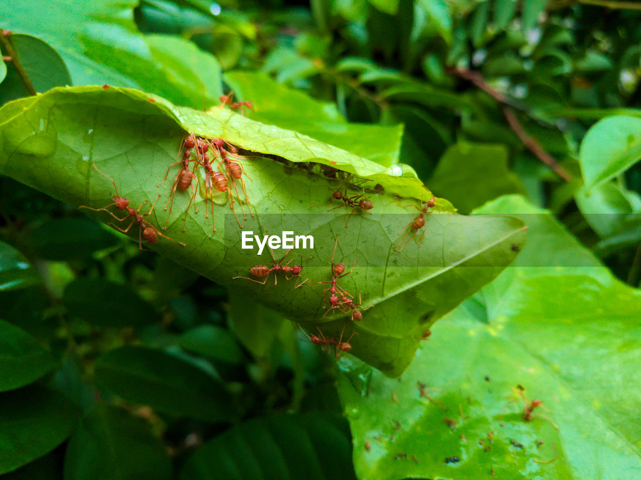 CLOSE-UP OF CATERPILLAR ON PLANT