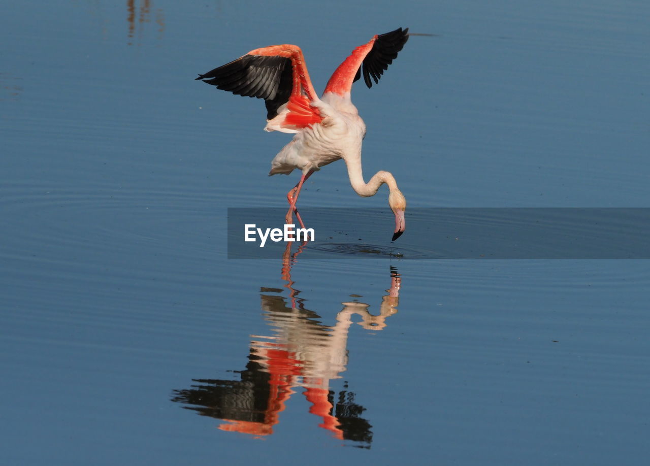 VIEW OF BIRDS FLYING OVER LAKE