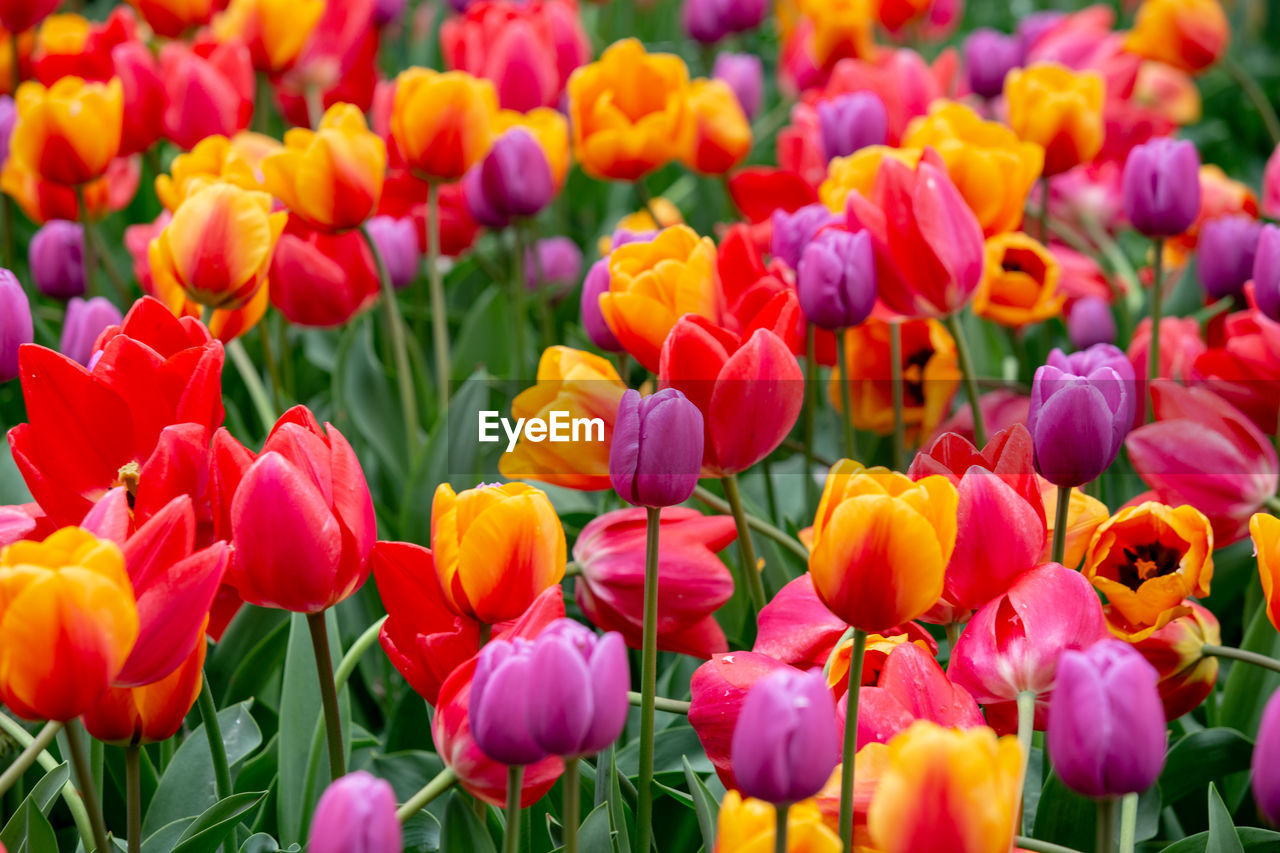 CLOSE-UP OF MULTI COLORED TULIPS IN BLOOM