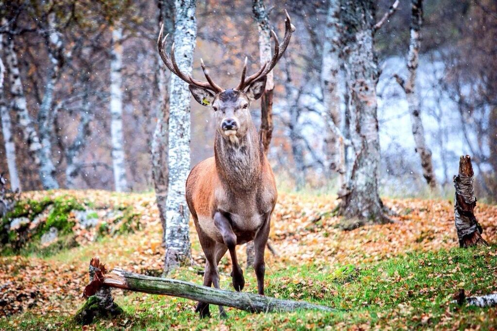 Stag in forest