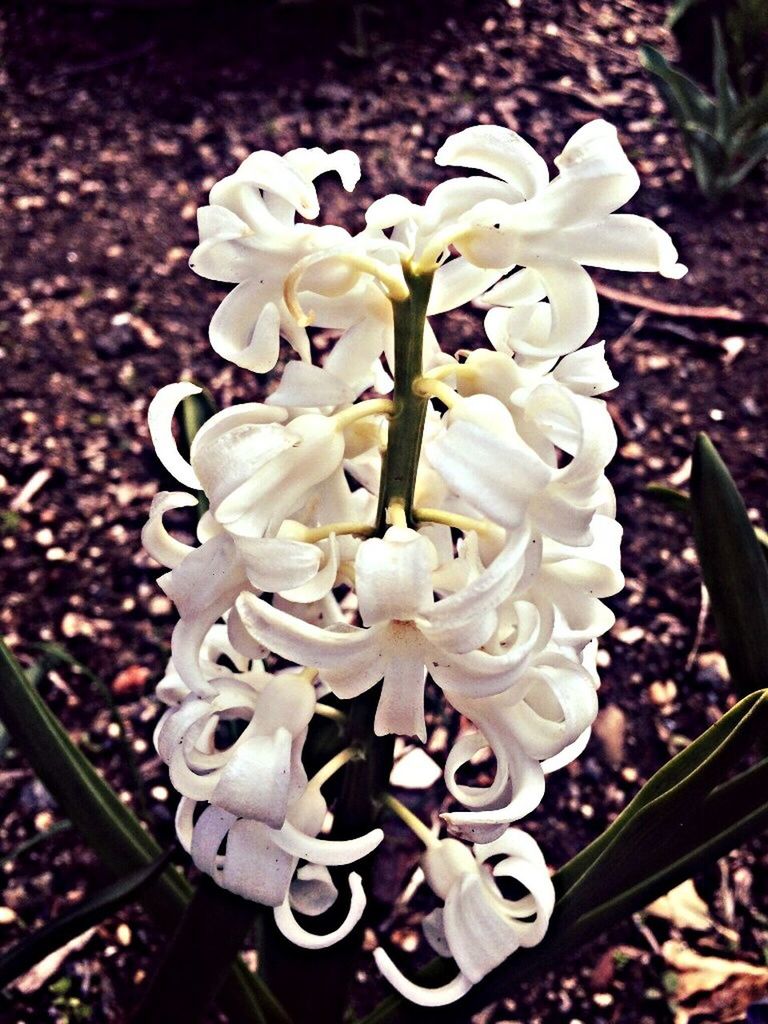 CLOSE-UP OF WHITE FLOWERS BLOOMING OUTDOORS