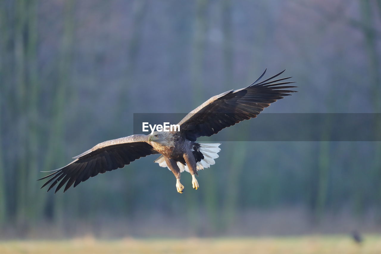 CLOSE-UP OF EAGLE FLYING IN SKY