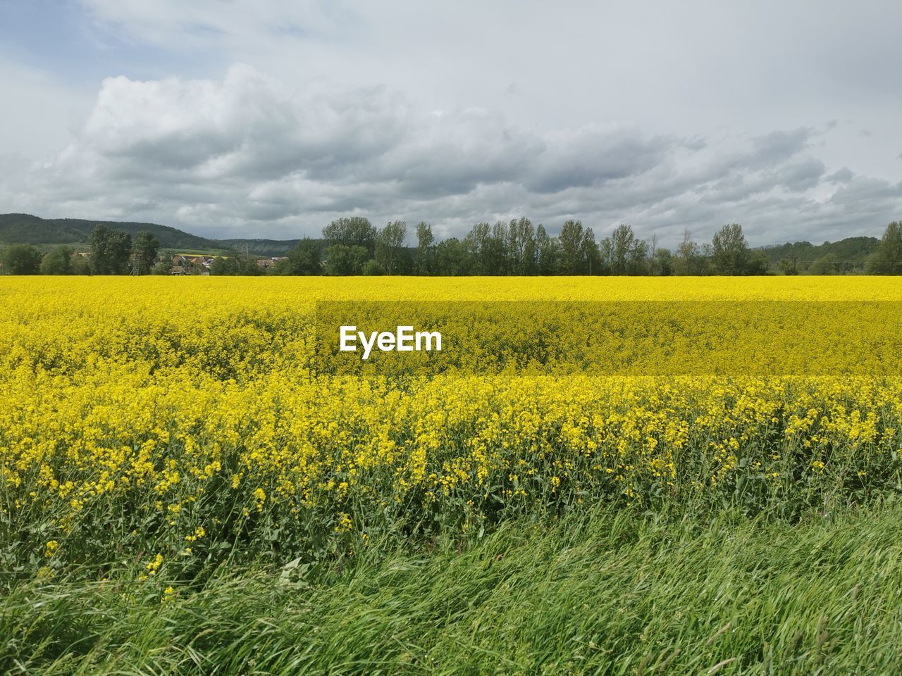 SCENIC VIEW OF FIELD AGAINST CLOUDY SKY