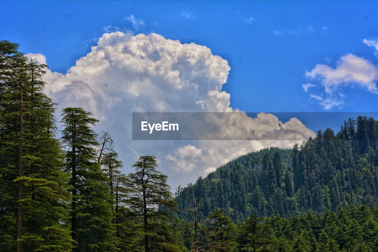 LOW ANGLE VIEW OF TREES IN FOREST AGAINST SKY