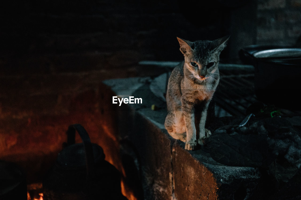 Cat sitting on rock at night