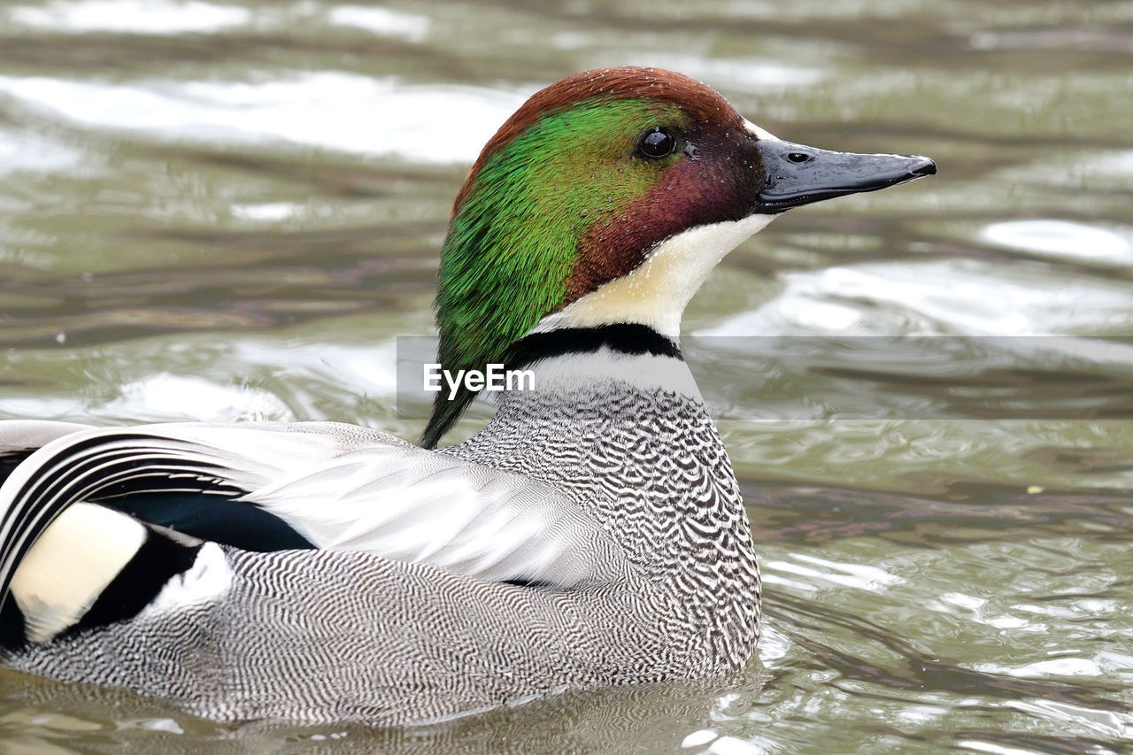 Portrait of a falcated duck swimming in the water