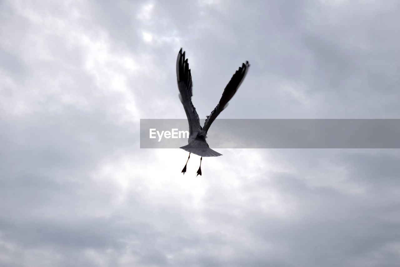 LOW ANGLE VIEW OF A BIRD FLYING