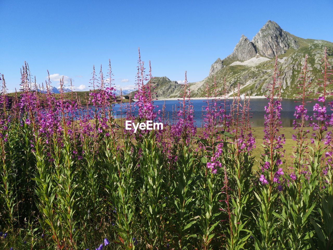 Purple flowering plants against sky