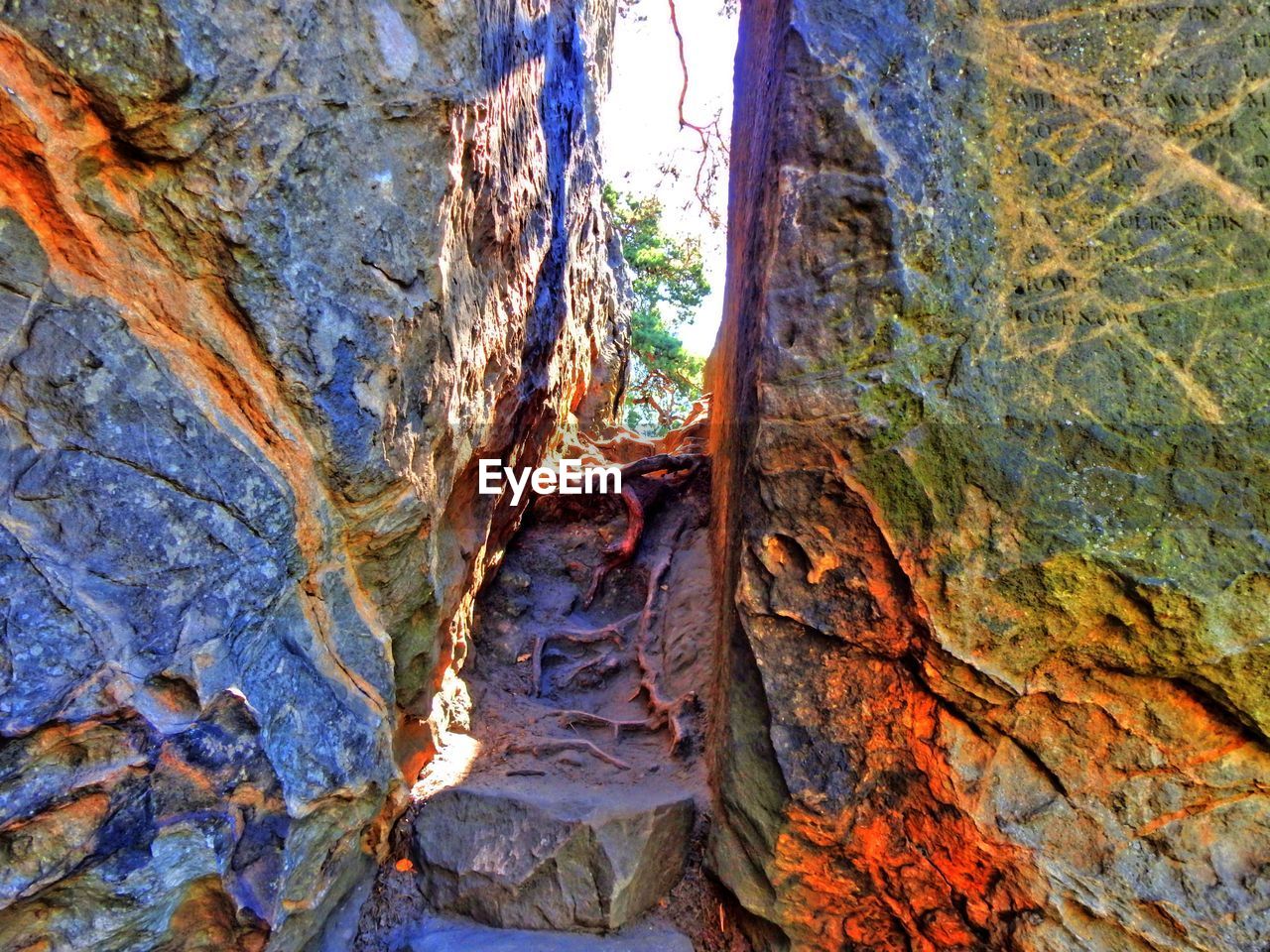 TREES ON ROCK FORMATIONS