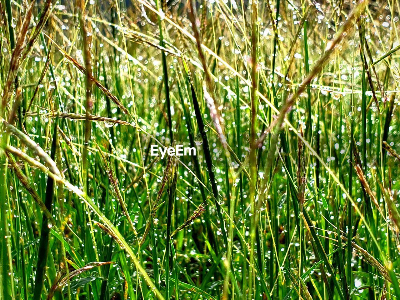 Full frame shot of bamboo plants on field