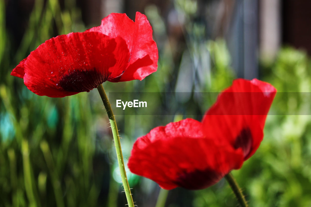 CLOSE-UP OF RED POPPY FLOWER GROWING ON FIELD