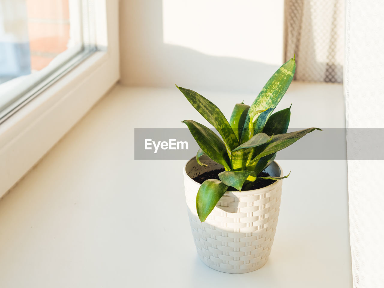 Flower pot with sansevieria. indoors plant on windowsill. peaceful botanical hobby. gardening.