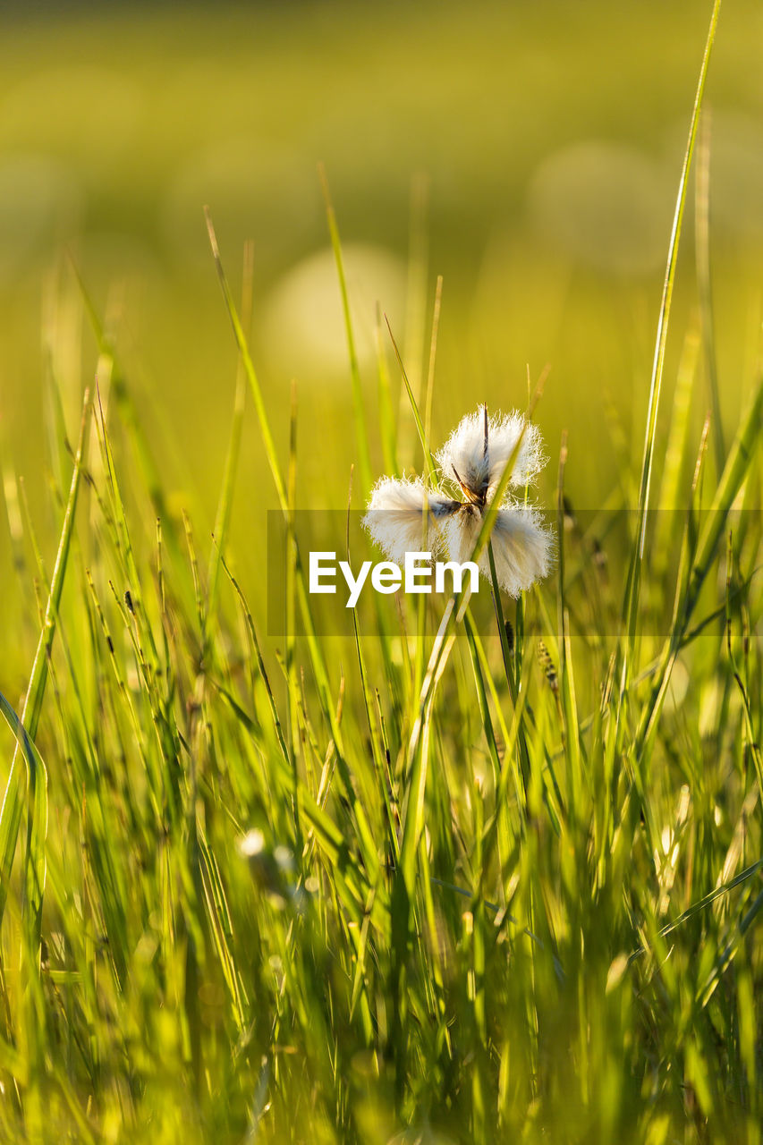 Flowering cotton grass in the grass in backlight