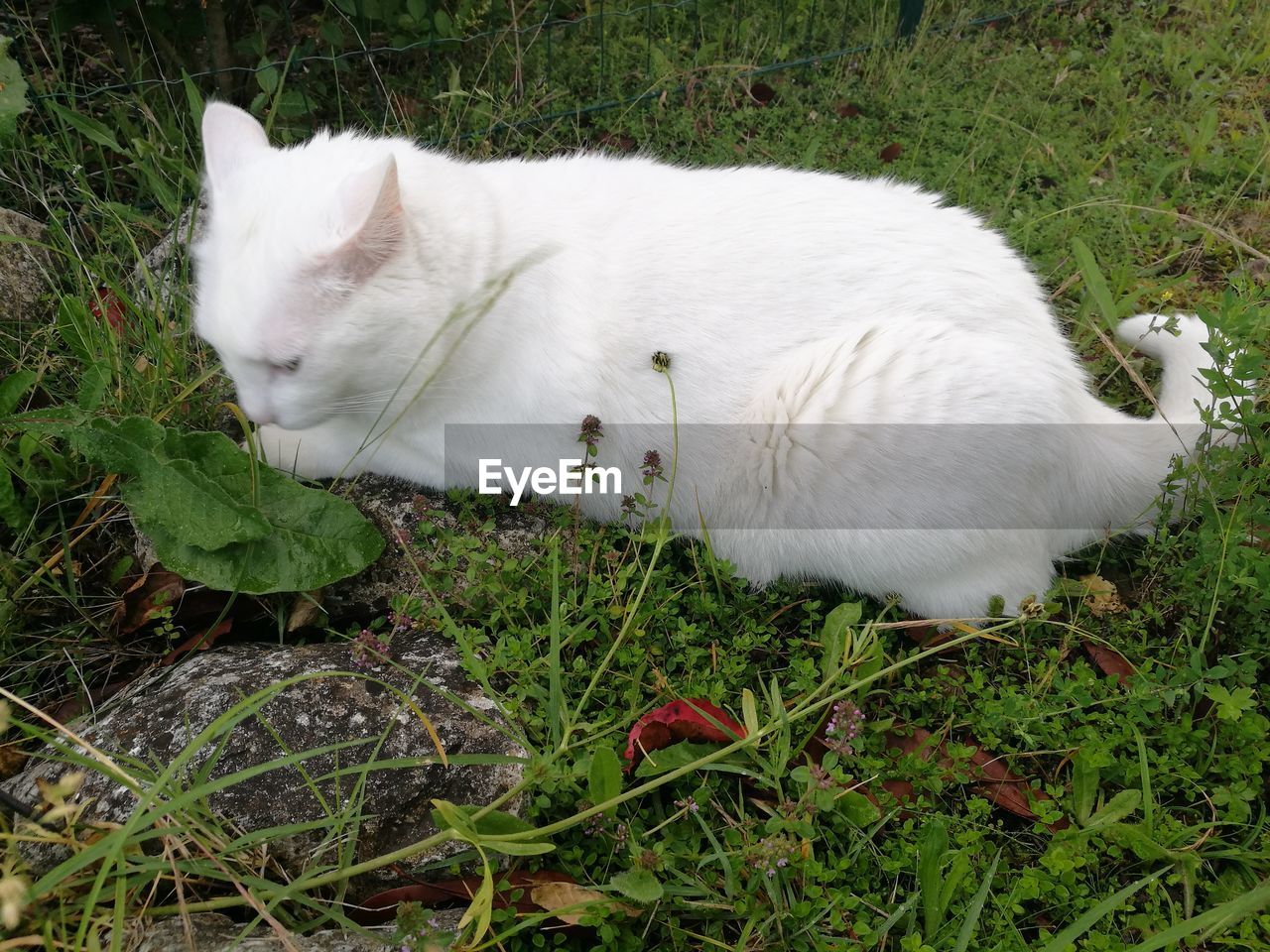 HIGH ANGLE VIEW OF WHITE CAT LYING ON GRASS