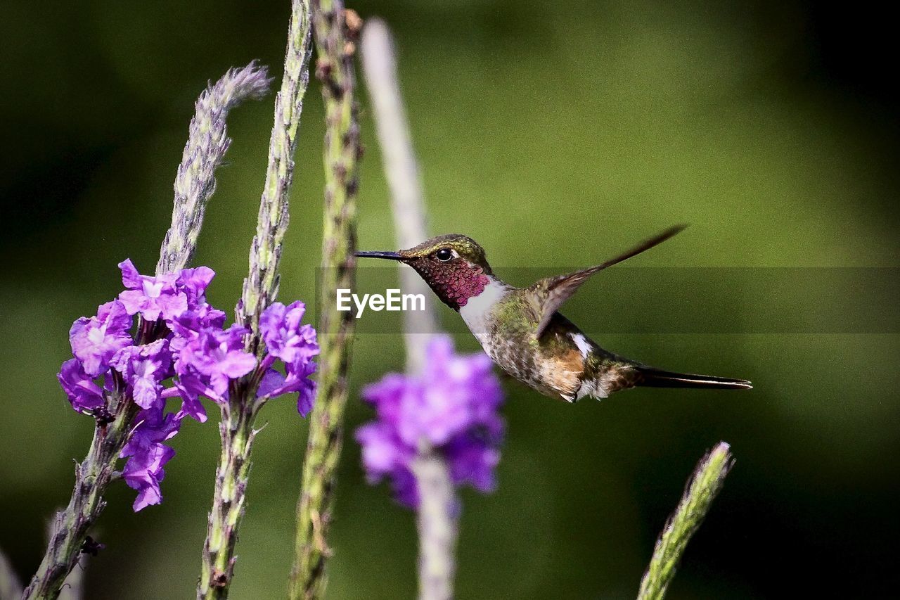 Close-up of humming bird pollinating on purple flower