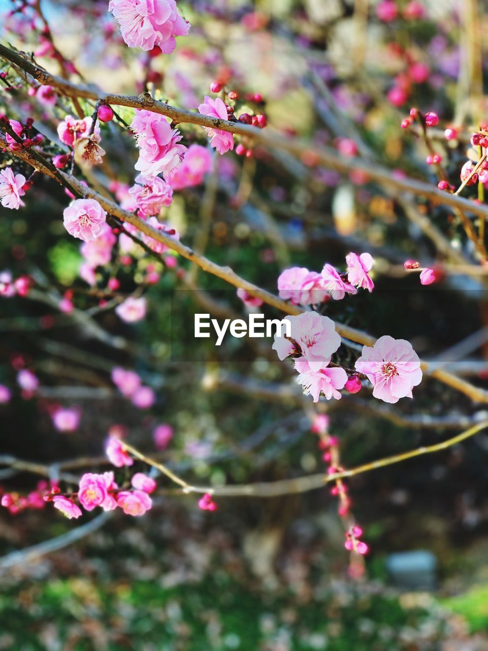 CLOSE-UP OF PINK CHERRY BLOSSOM