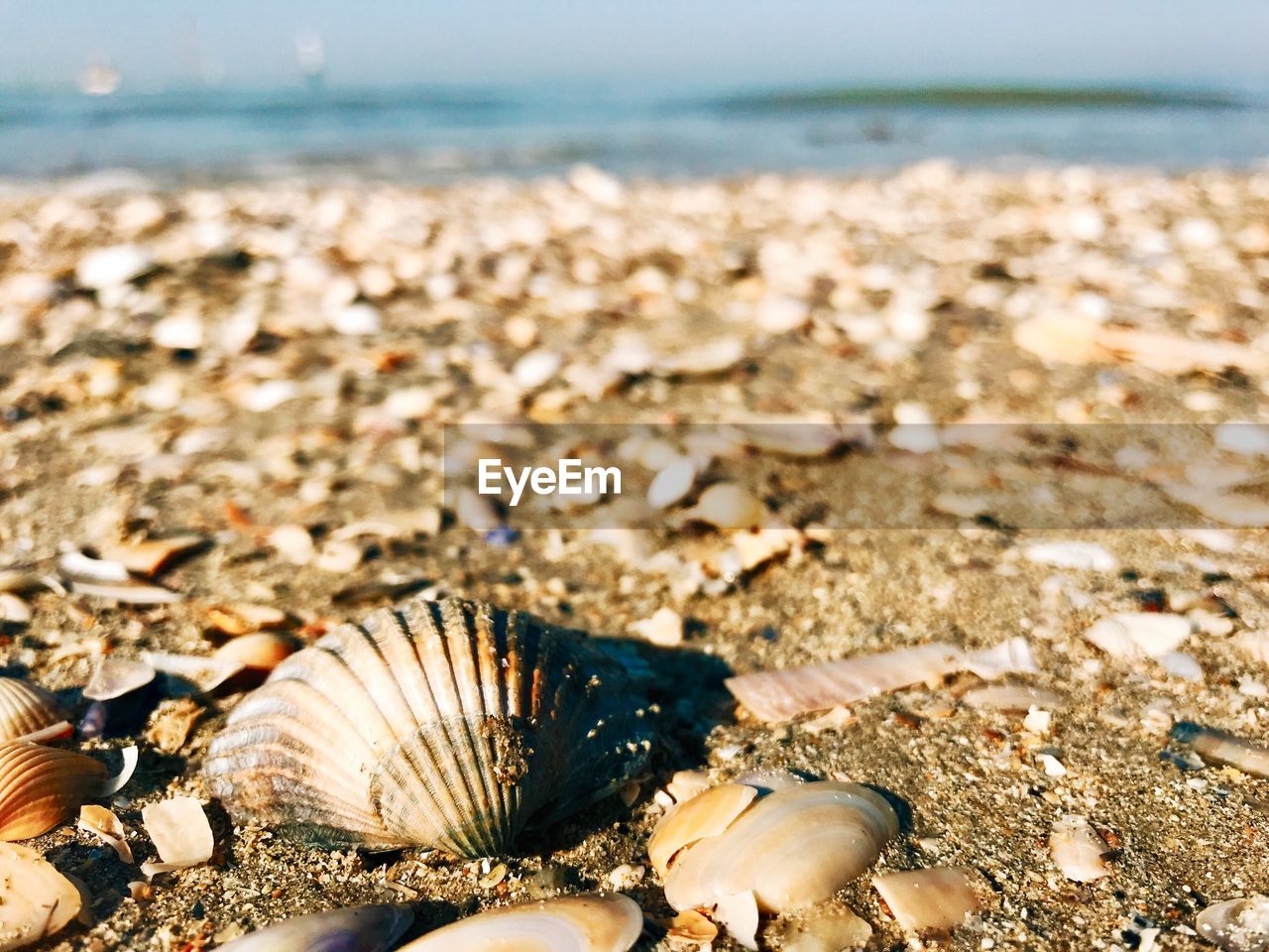 CLOSE-UP OF SEASHELLS ON BEACH