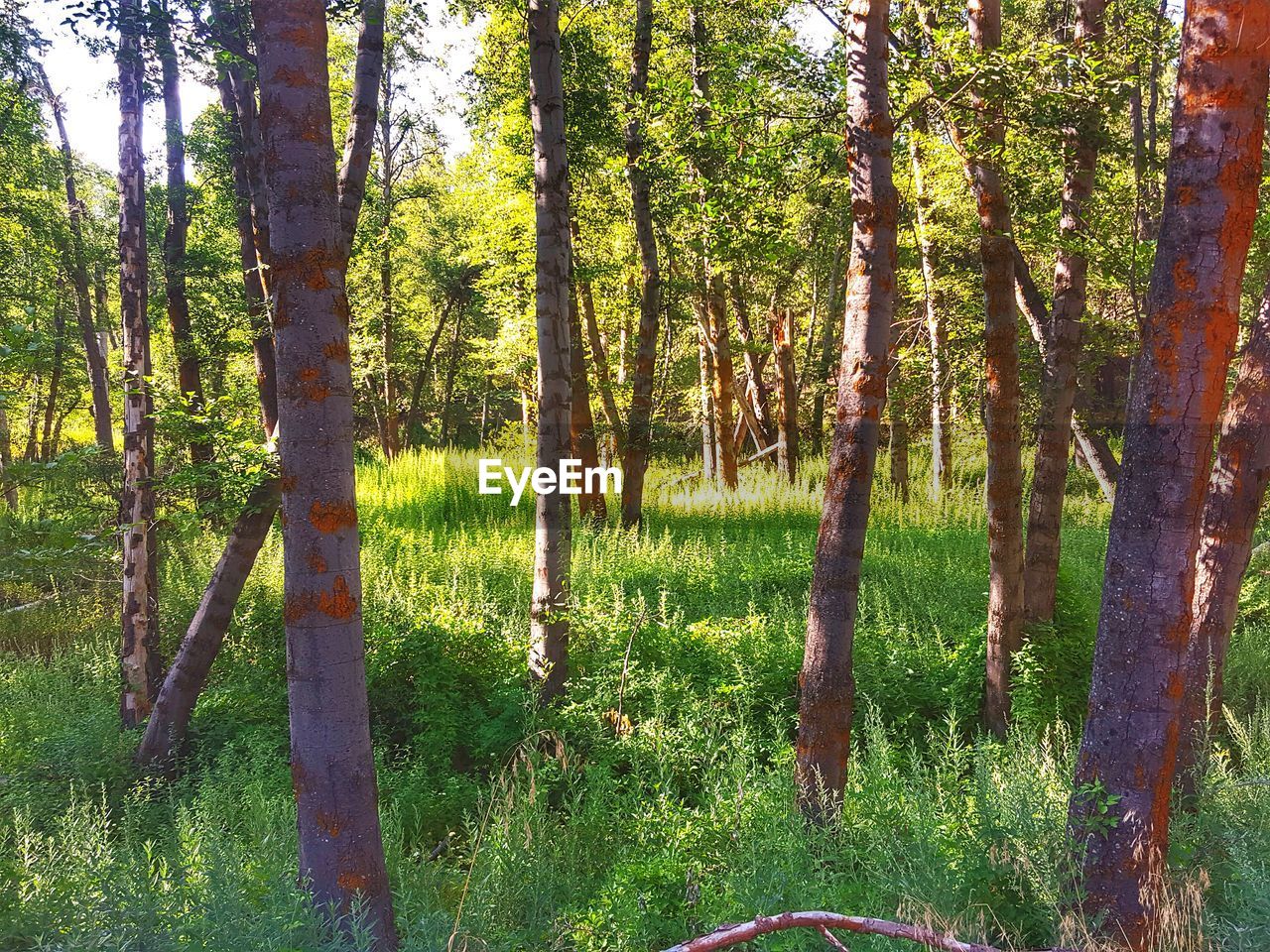 VIEW OF TREES IN FOREST