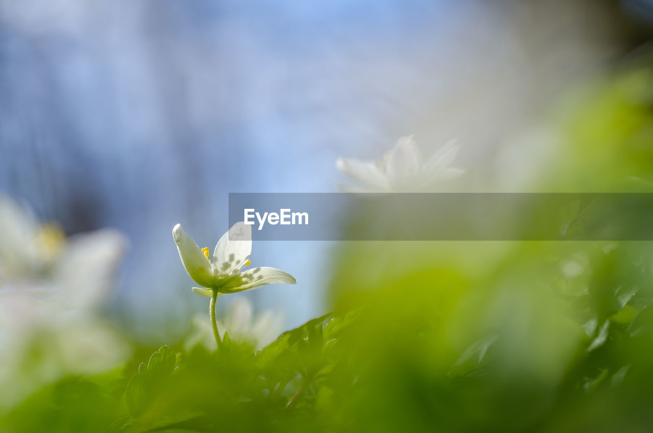 Anemone nemerosa, wood flower, macro of a spring forest flower.