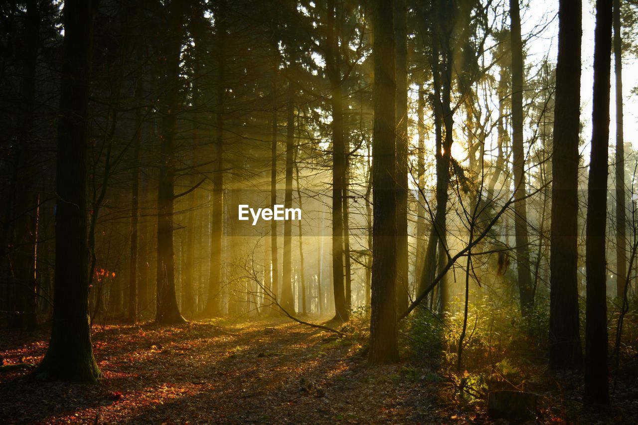 Trees in forest during autumn