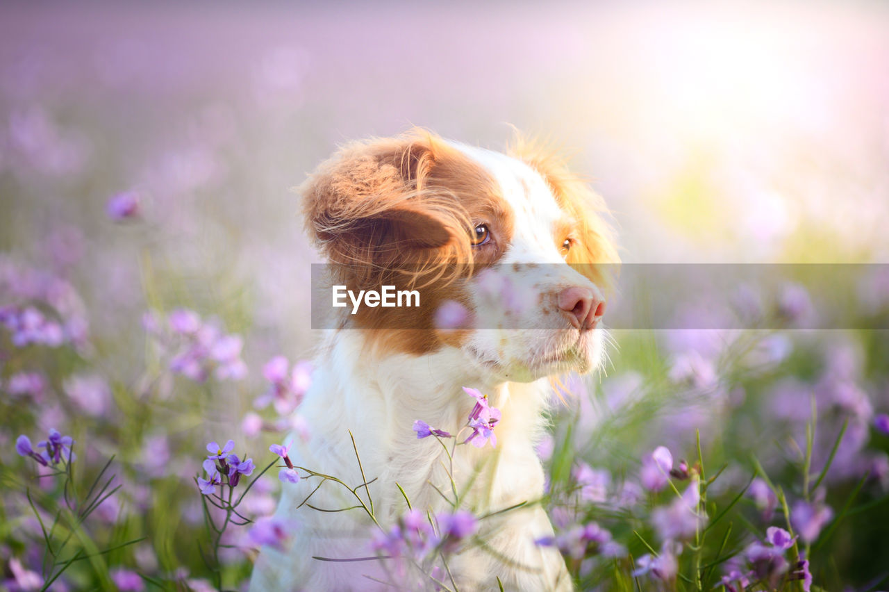 Cute puppy of brittany spaniel sitting among gentle blooming wildflowers in sunny day