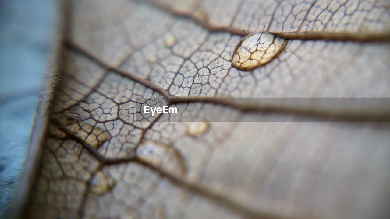 Nature theories- full frame bokeh close-up of water droplets on a leaf