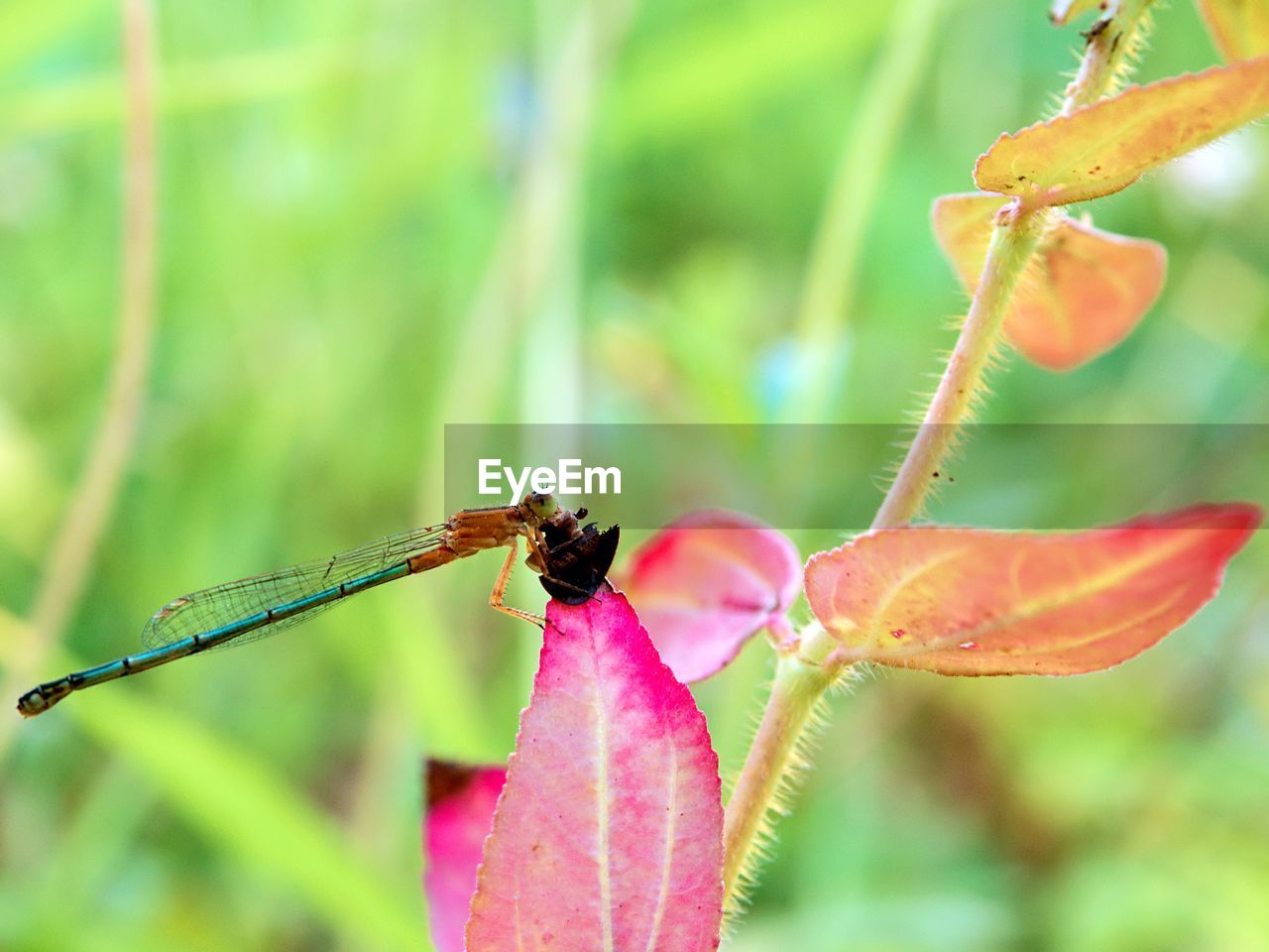 Close-up of insect pollinating on leaf 