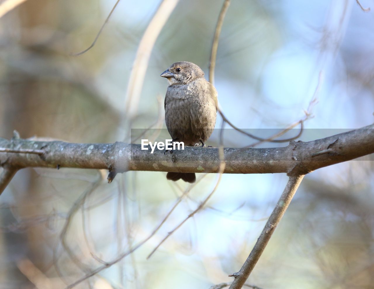 Bird perching on branch