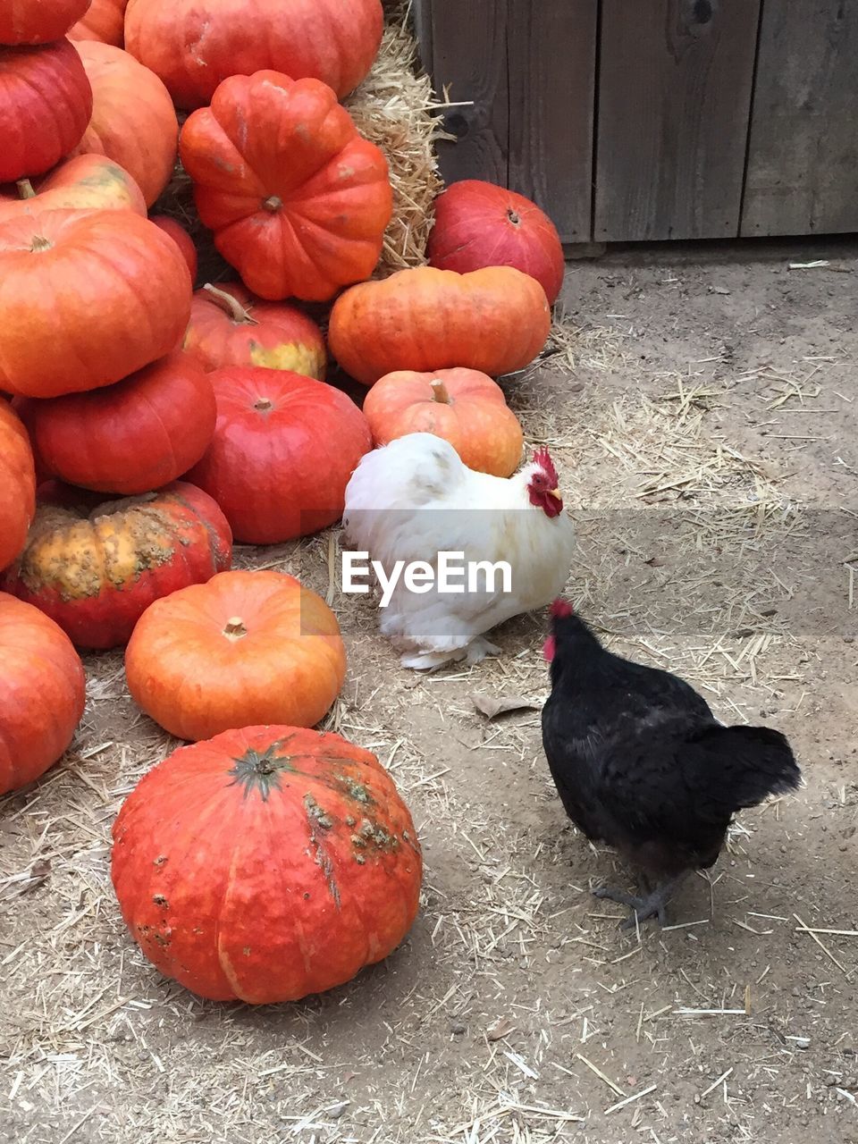 Close-up of pumpkins chickens fall 