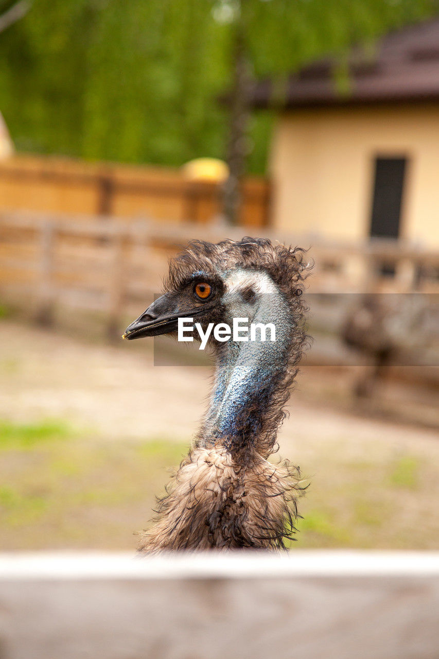 close-up of ostrich
