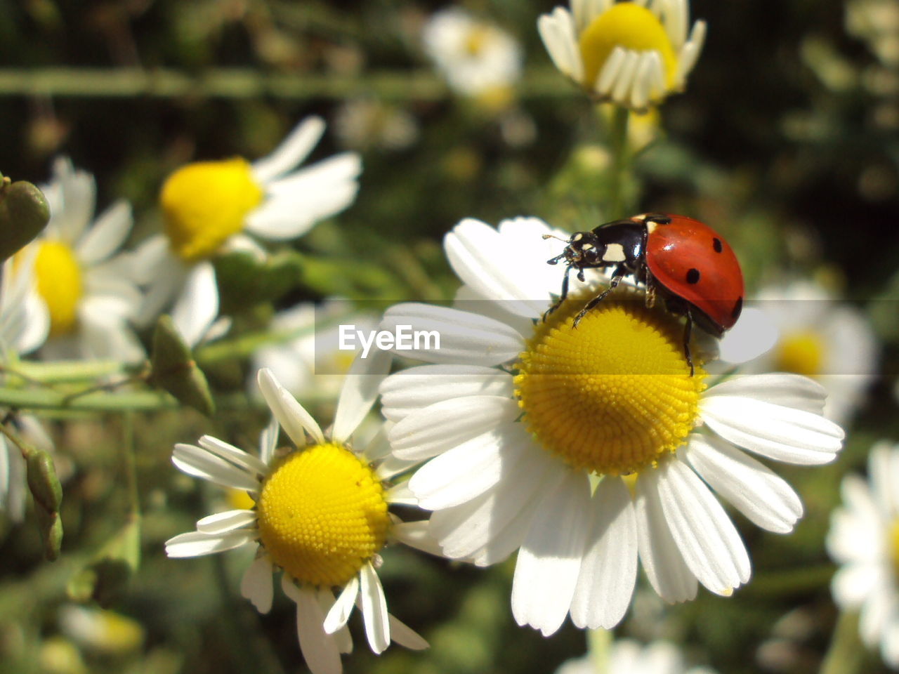 Close-up of insect on yellow flower