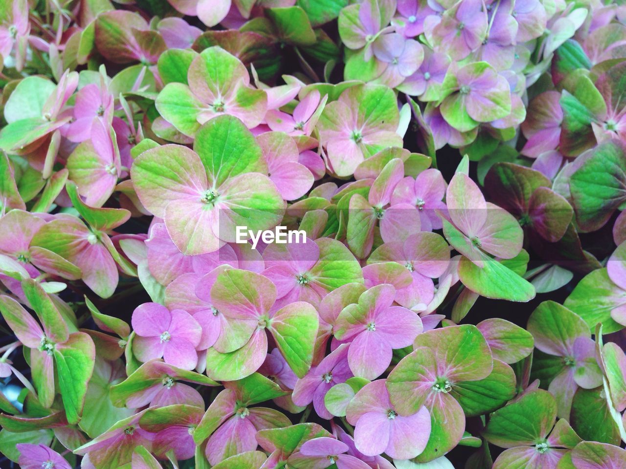 FULL FRAME SHOT OF PURPLE FLOWERS