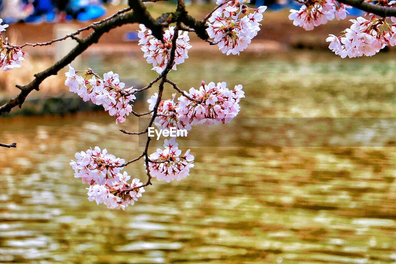 CLOSE-UP OF FLOWERS ON BRANCH