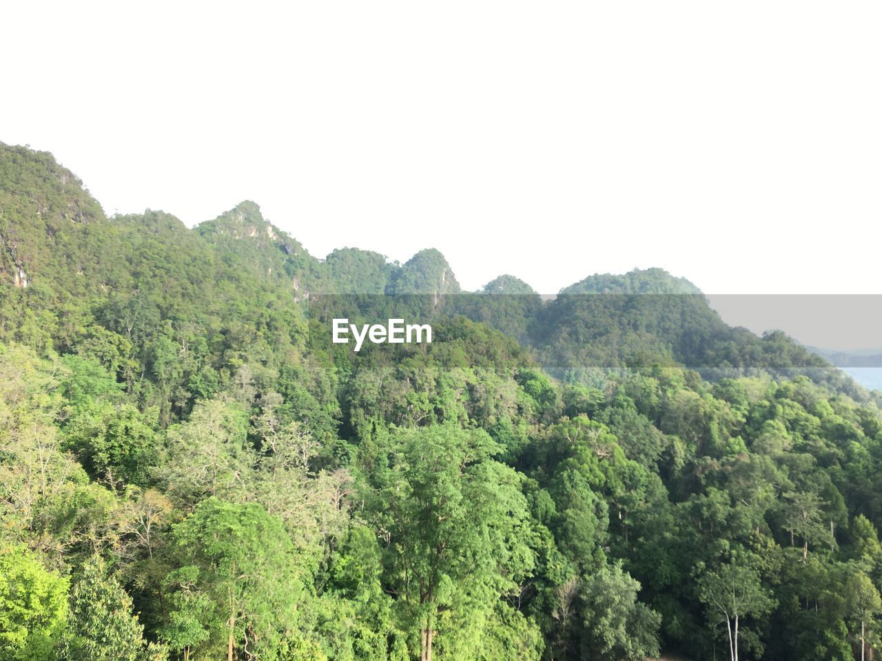 Scenic view of forest against clear sky