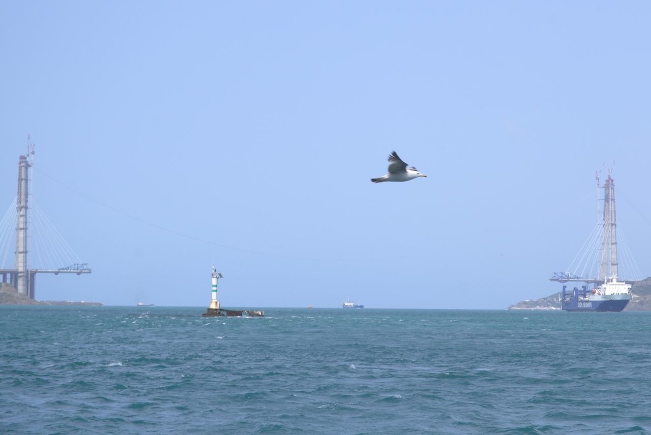 Seagulls flying above sea against clear sky