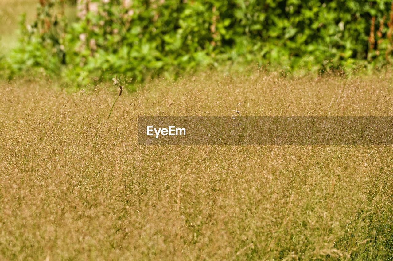 Full frame shot of crops on field