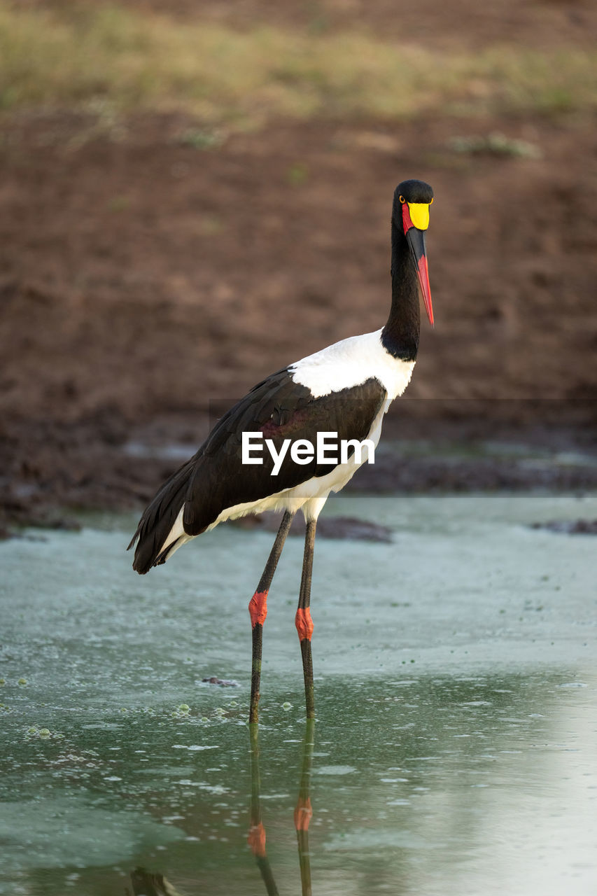 Female saddle-billed stork looking down in waterhole