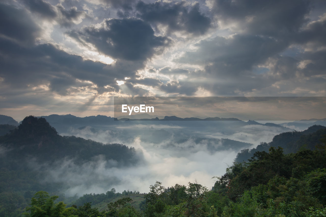 SCENIC VIEW OF FOREST AGAINST SKY