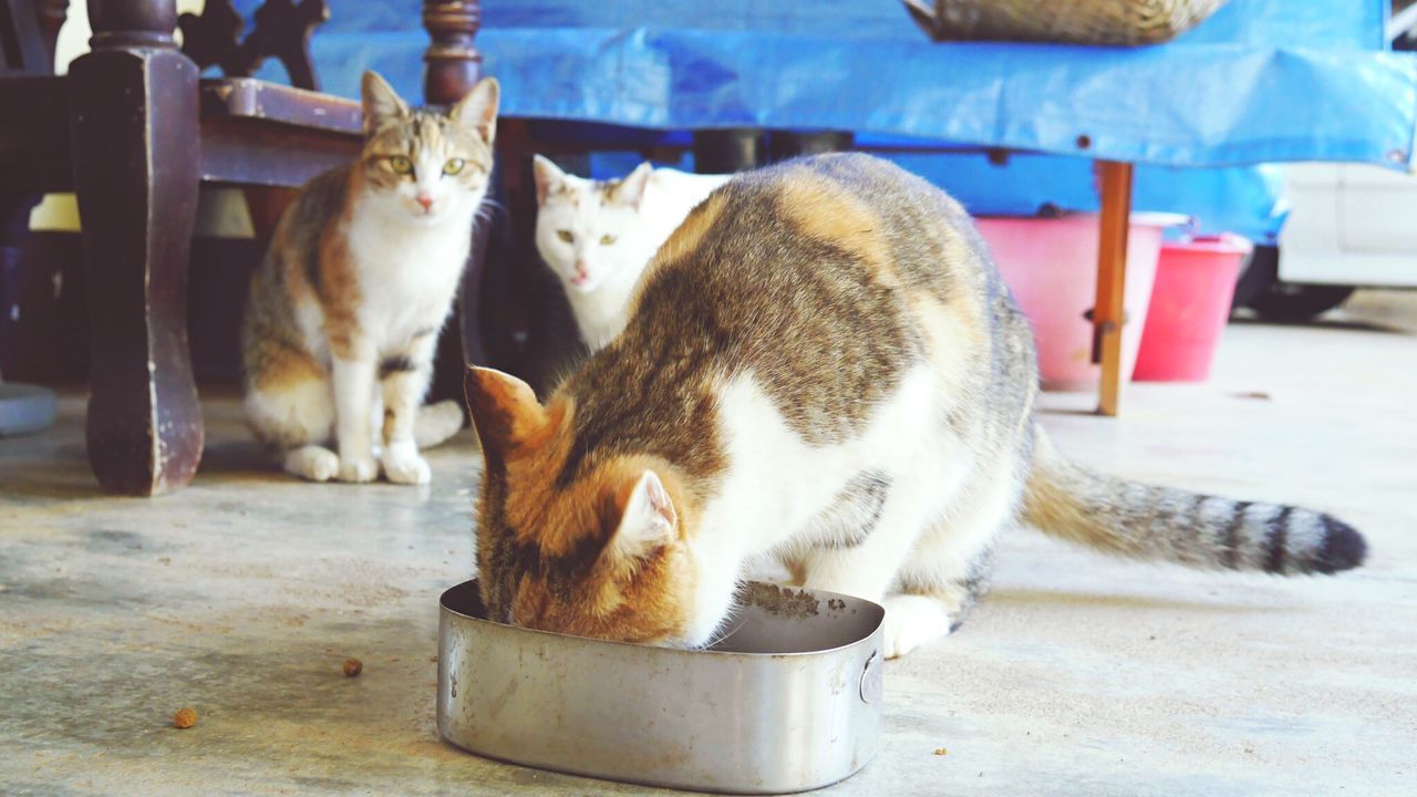 CAT SITTING ON TABLE