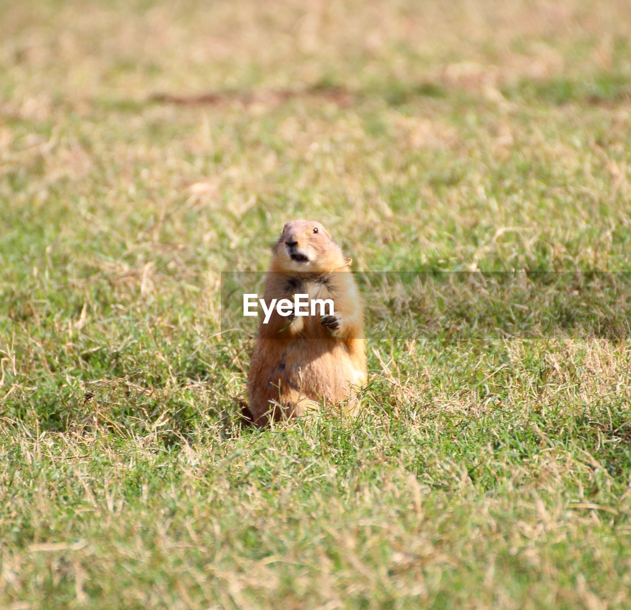 Monkey sitting on field