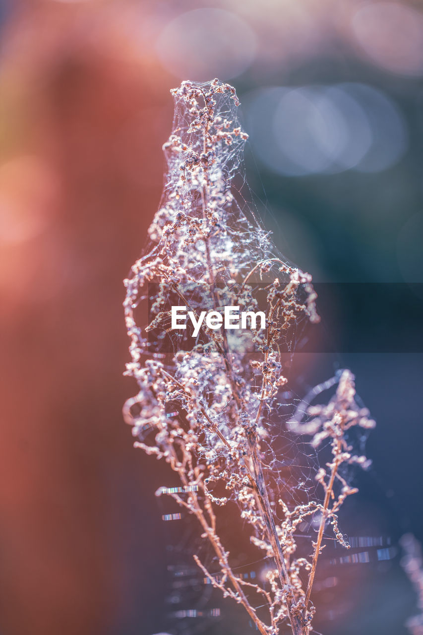 macro photography, nature, close-up, branch, frost, flower, water, freezing, plant, reflection, winter, focus on foreground, no people, leaf, outdoors, selective focus, beauty in nature, ice, cold temperature, light, tree, sunlight, snow, frozen, tranquility, day, fragility, moisture