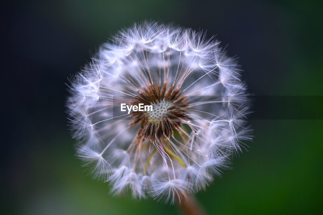 Dandelion. close-up. flower head with seeds. the rear dark green background is blurred. 