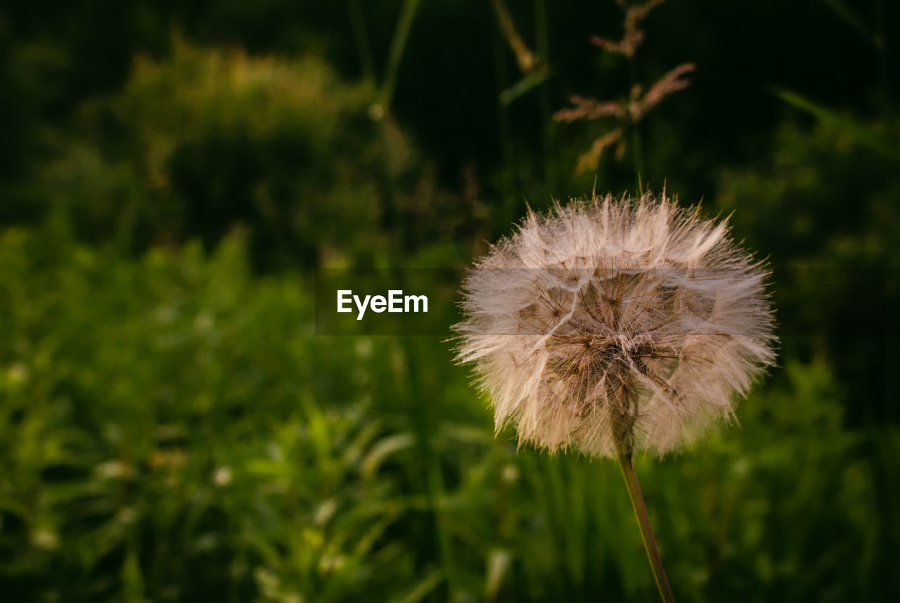 CLOSE-UP OF DANDELION ON PLANT